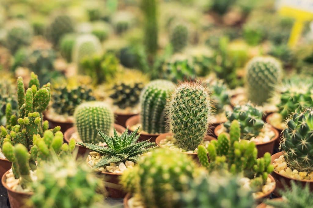 cactus