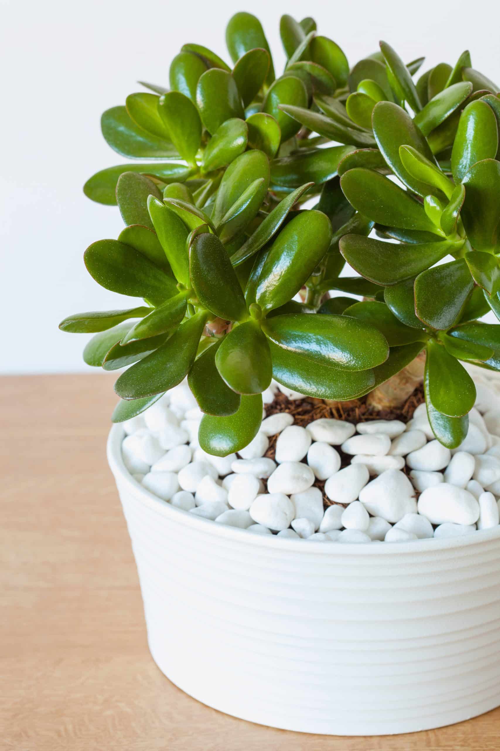 jade plant