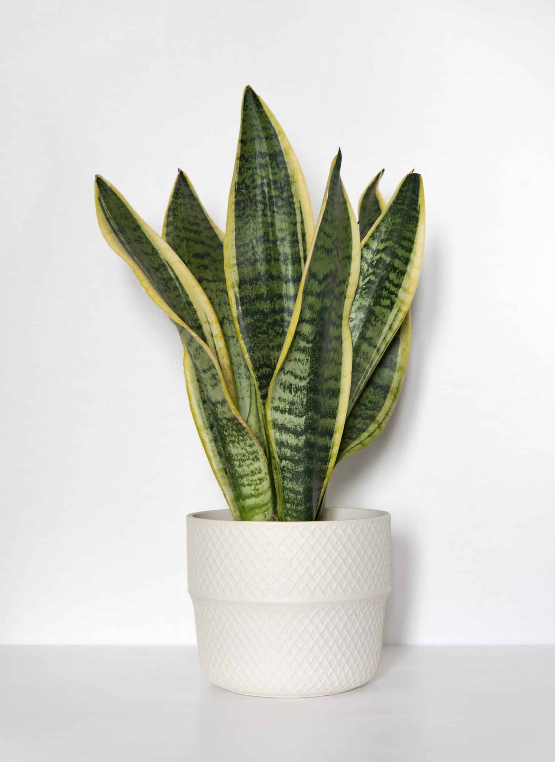 snake plant