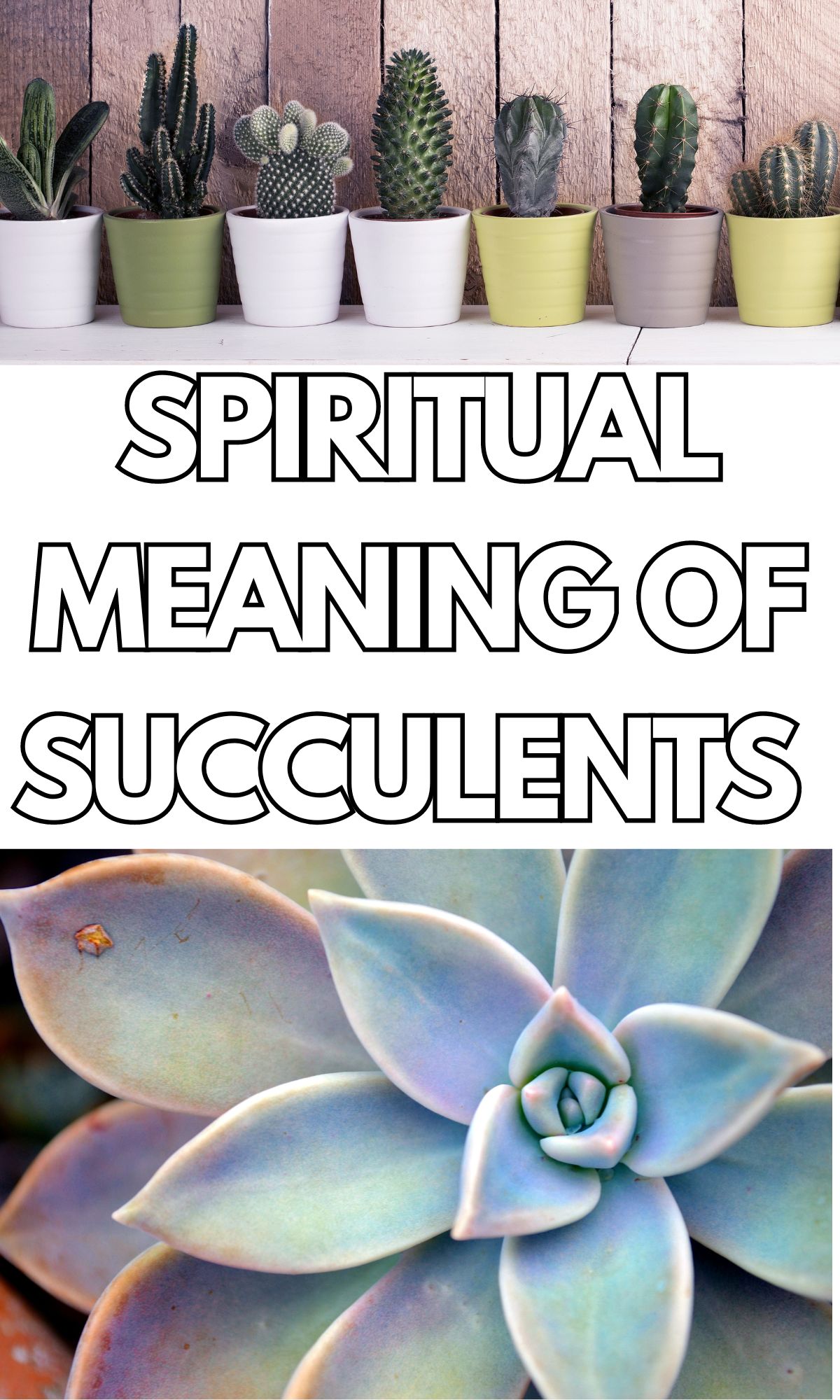 spiritual meaning of succulents