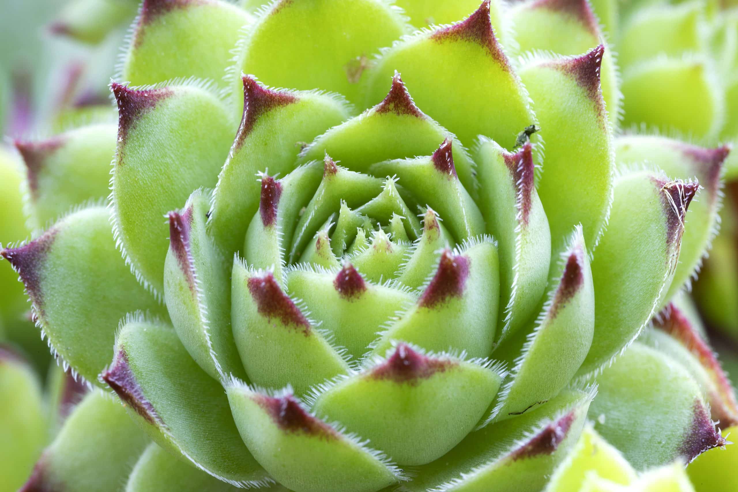 succulent