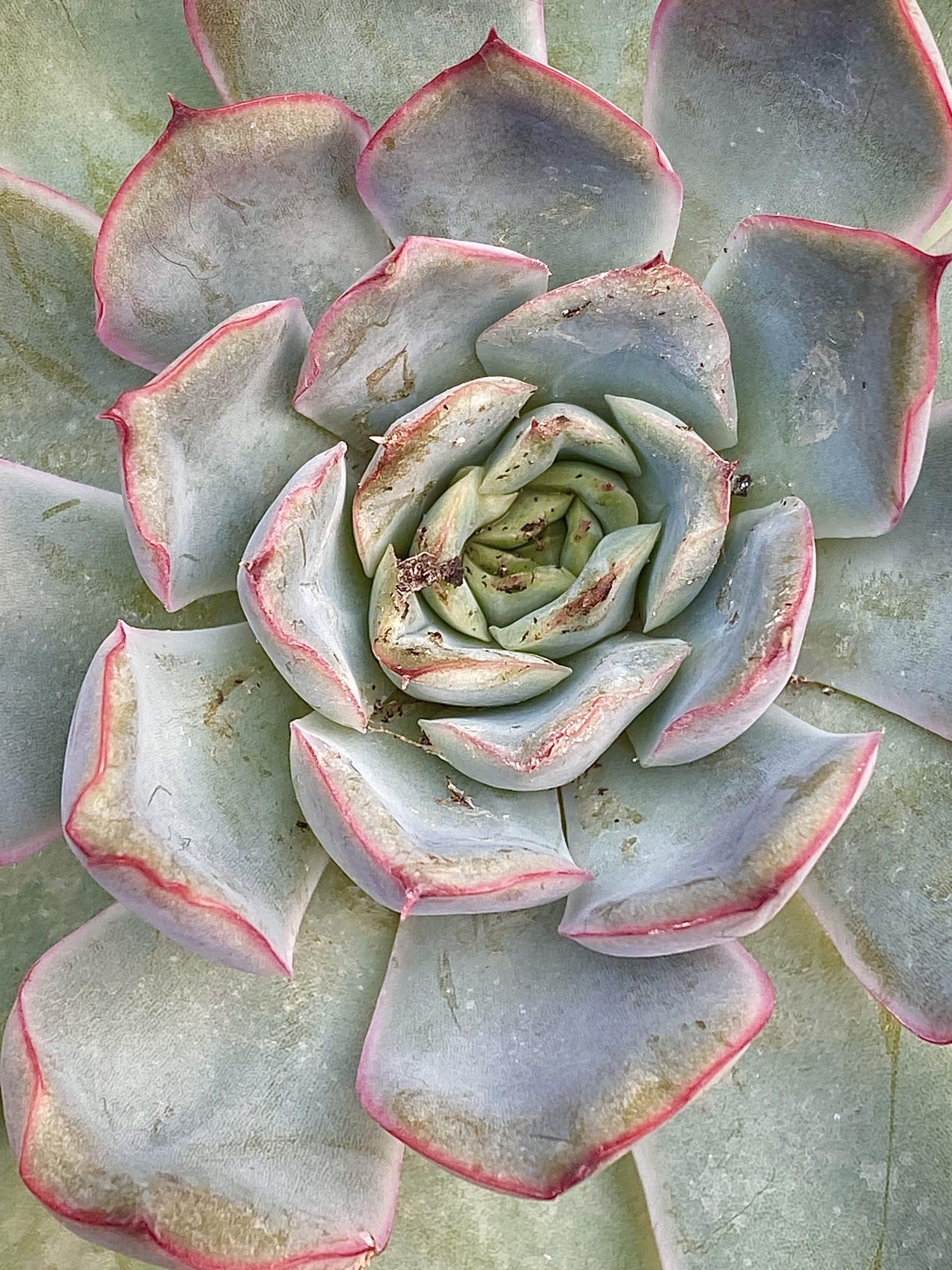 symbolism of succulents