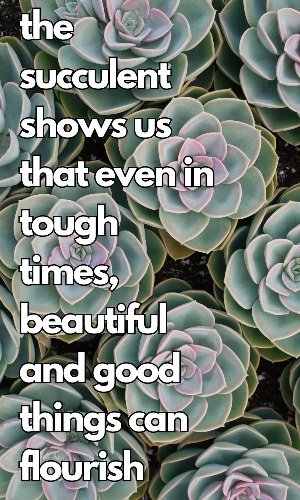 the succulent shows us that even in tough times beautiful and good things can flourish
