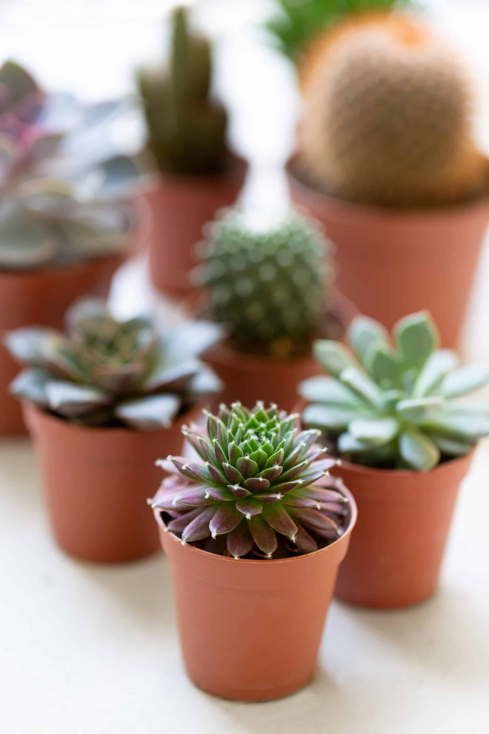 types of symbolism of succulents