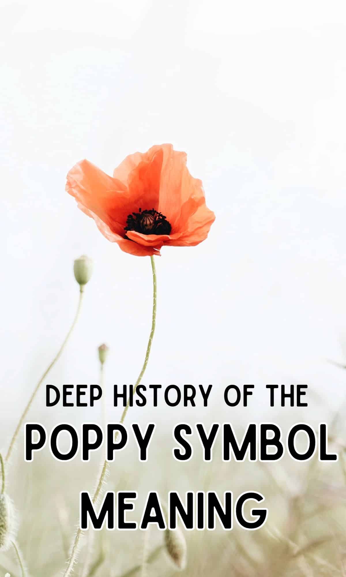 deep history of the poppy symbol meaning