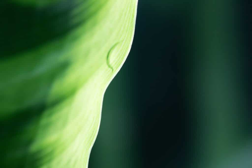 shades of green