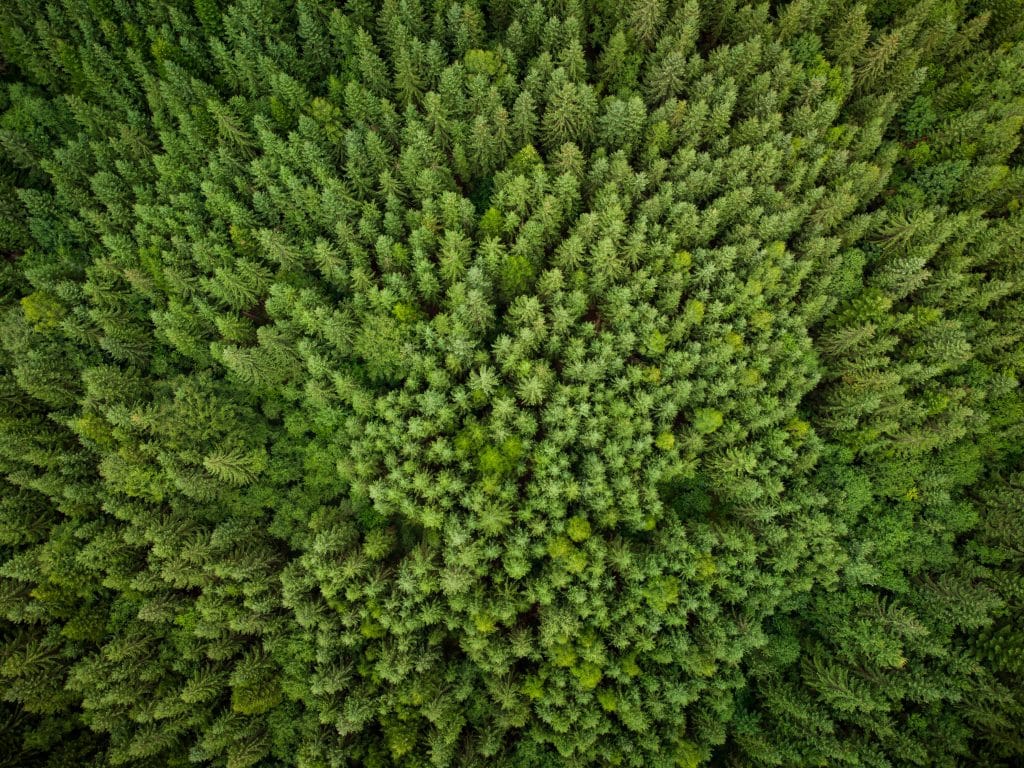 green forest
