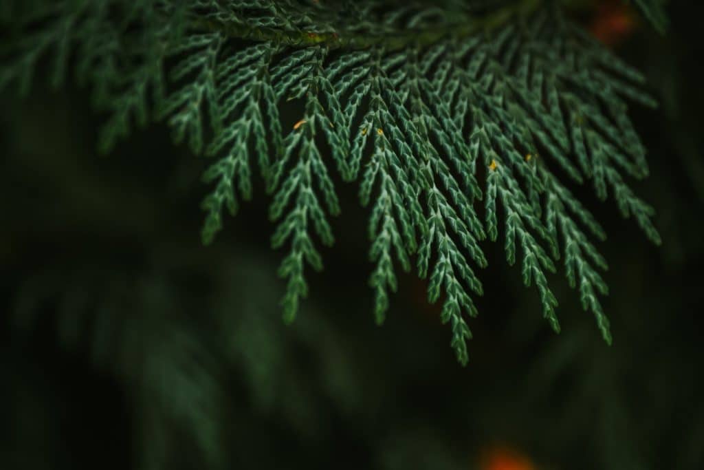 ever green plants 