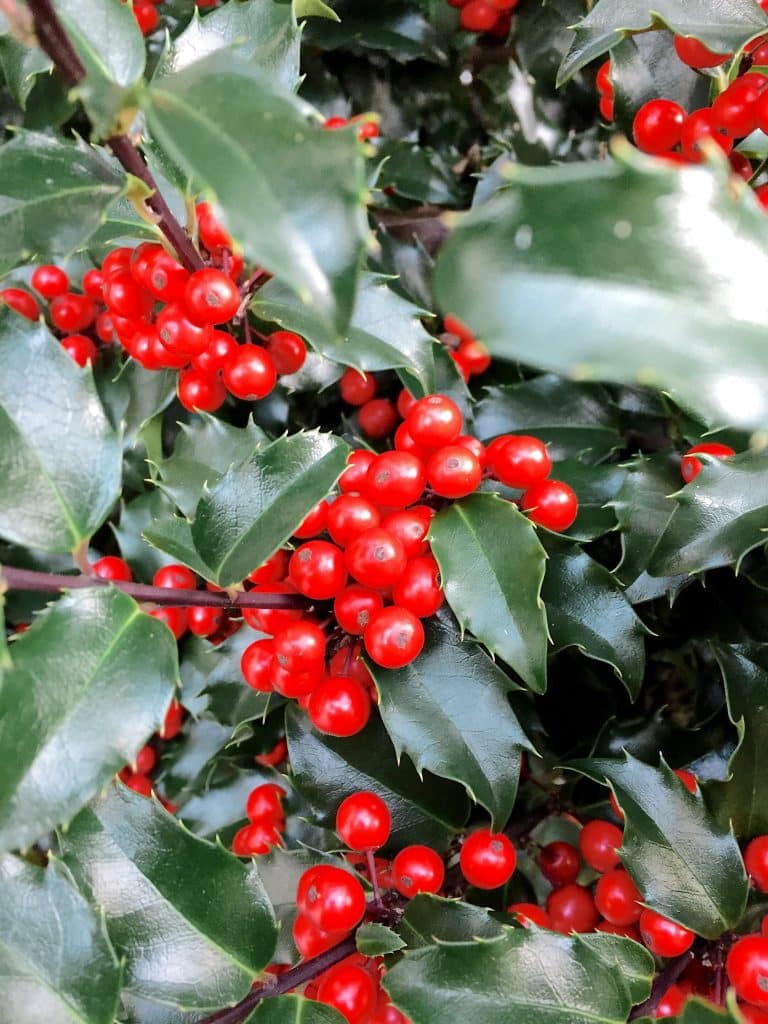 holly symbol of solstice 