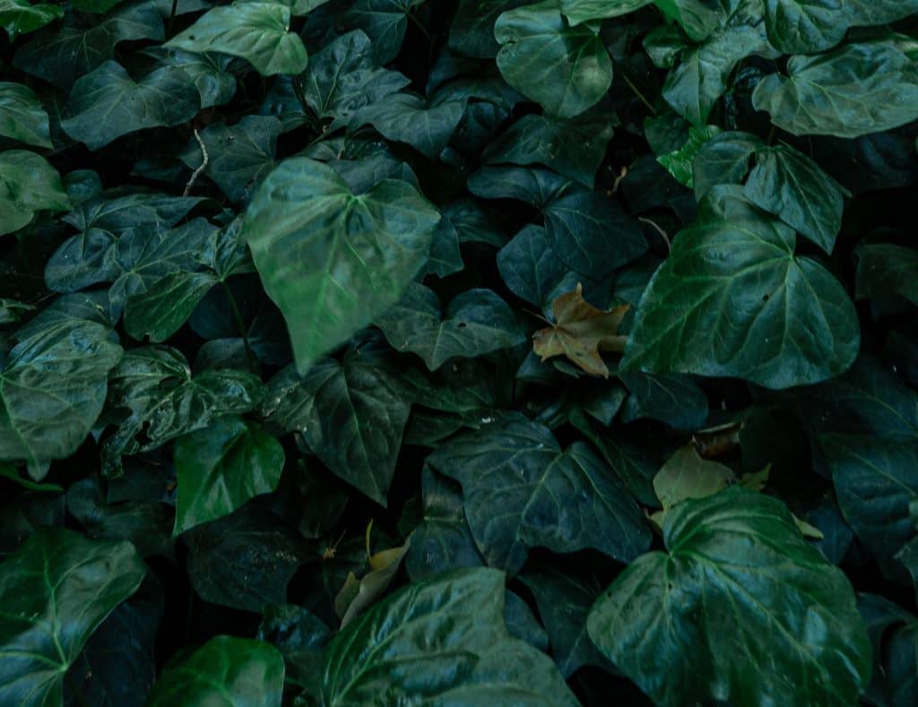 ivy symbol of solstice 