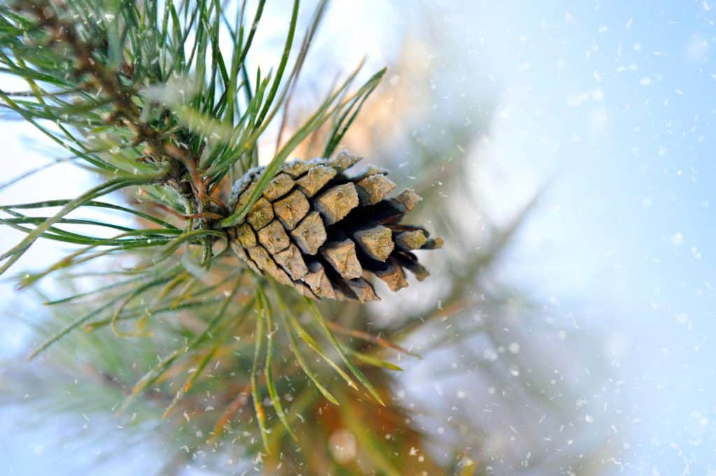 pine  symbol of solstice 