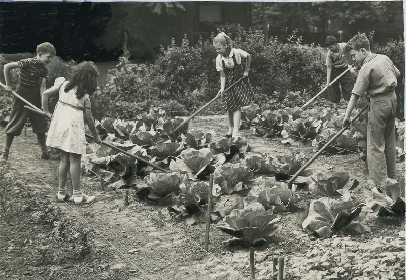 Victory Garden Vegetables, Especially Cabbage