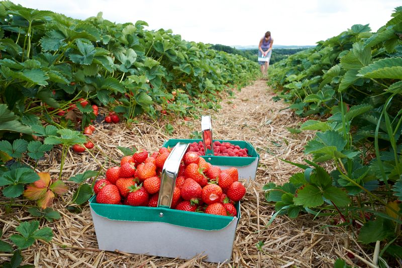 Out-of-Season Foods