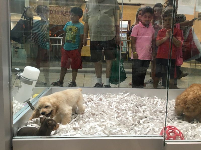Mall Pet Stores