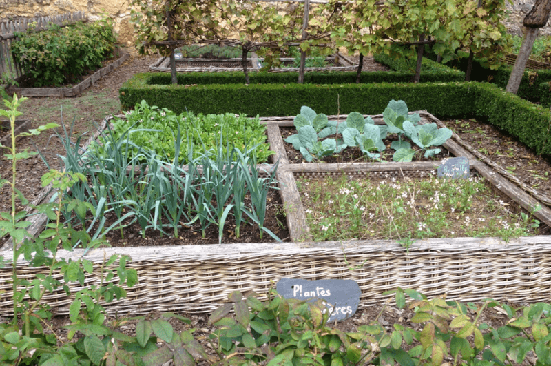 Cabbage, Onions, and Root Vegetables