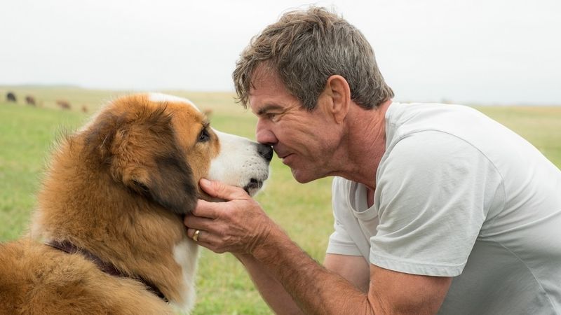 A Dog's Purpose (2017)
