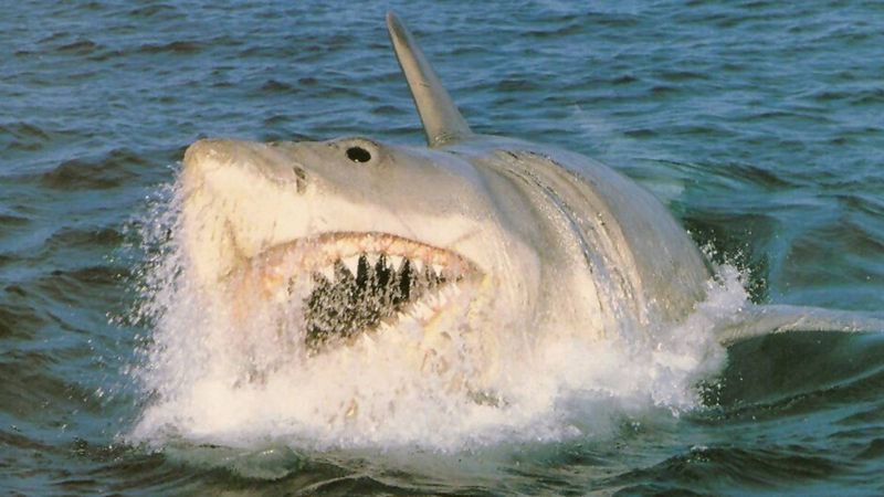 Jaws: The Revenge (1987)