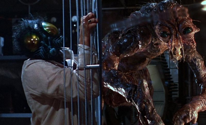 The Fly