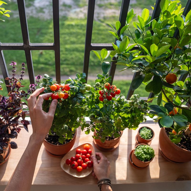 Grow a Little of Your Own Food