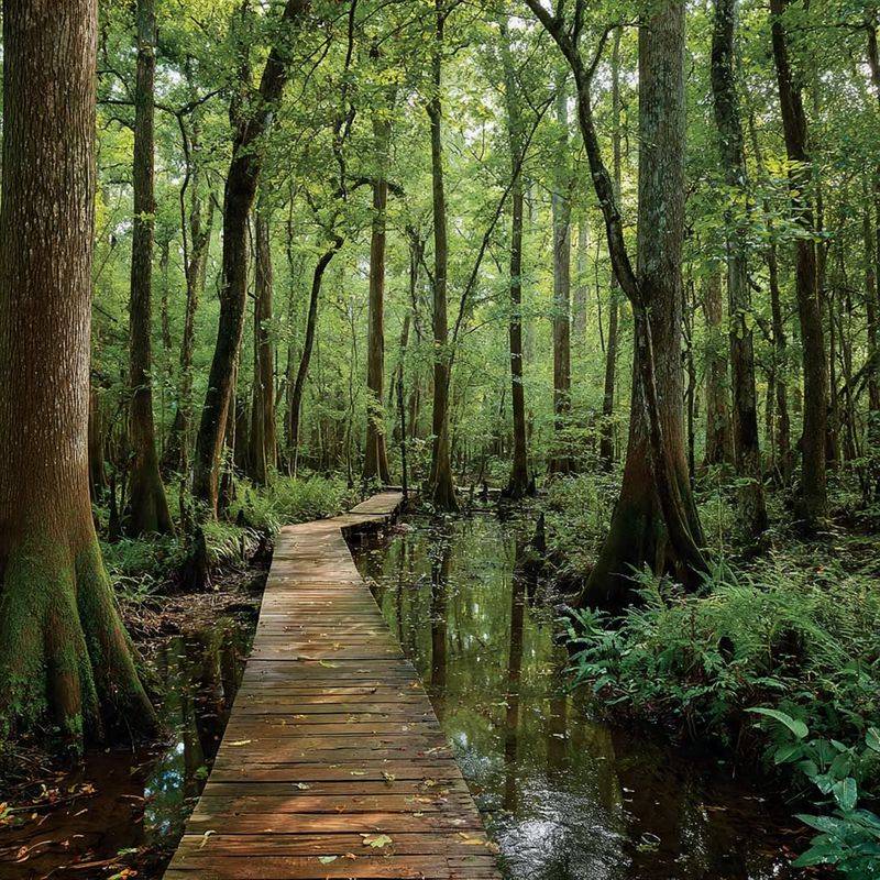 Congaree National Park, South Carolina