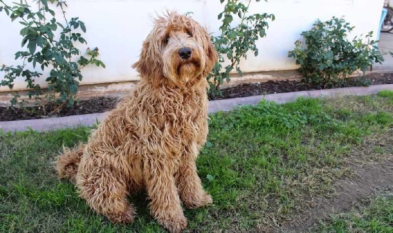 Wally Conron and the Labradoodle