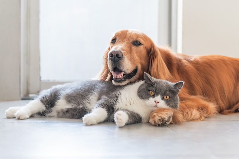 Pets