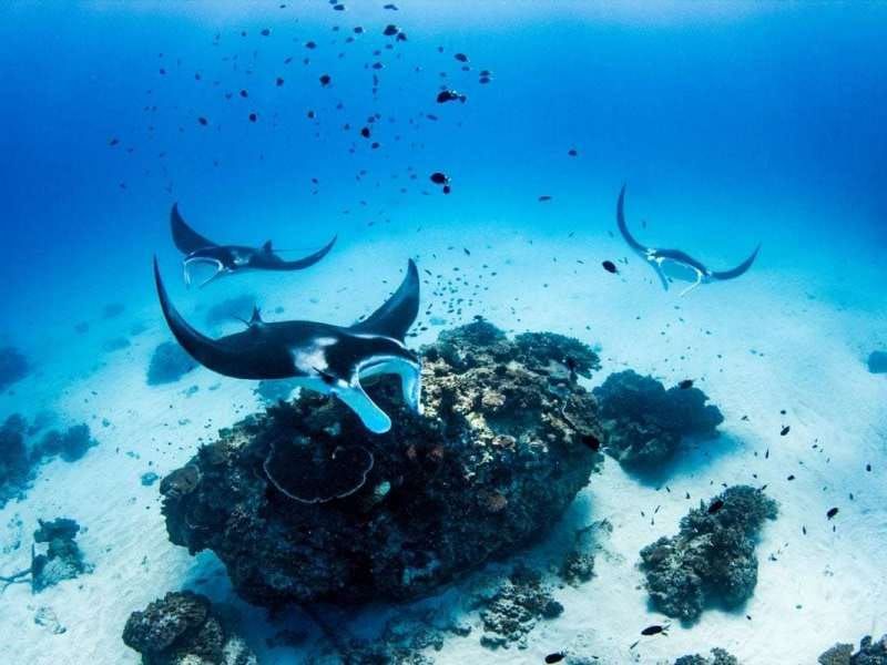 Lady Elliot Island, Great Barrier Reef, Australia