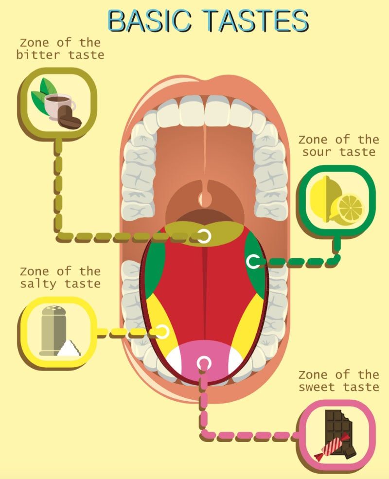 Your Tongue Has Separate Taste Zones