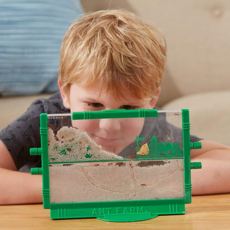 Ant Farms