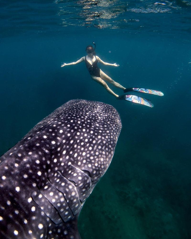 Maldives: South Ari Atoll and Hanifaru Bay