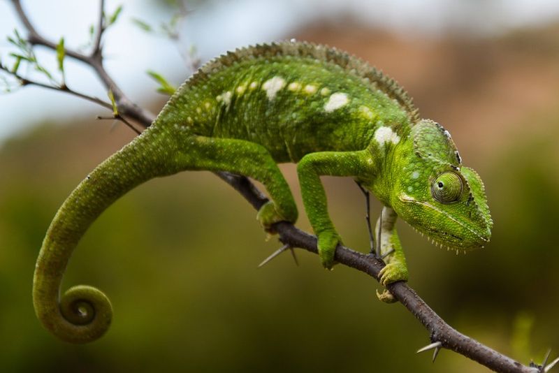 Chameleons Change Color to Camouflage