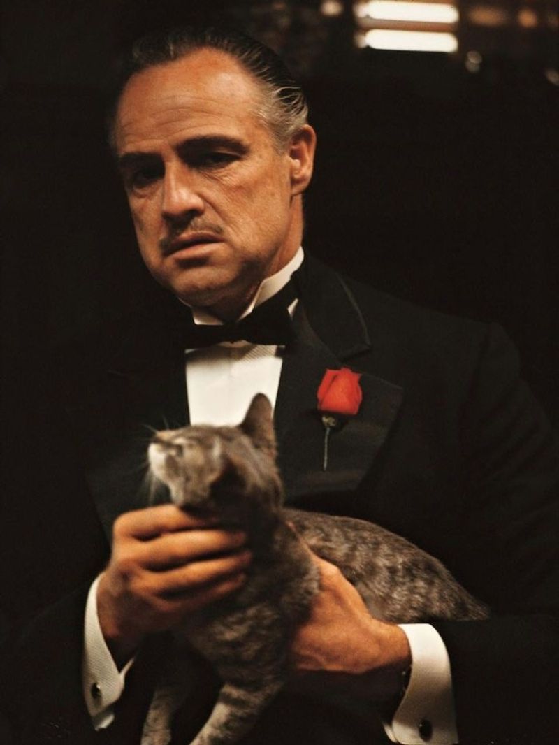 The Godfather's Famous Cat Was a Random Stray Found on the Lot