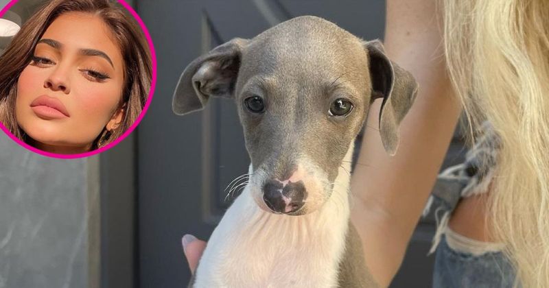 Kylie Jenner and Her Italian Greyhound Kevin