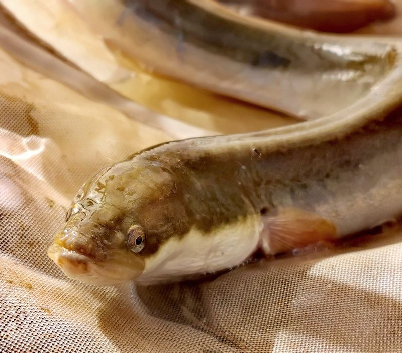 European Eel