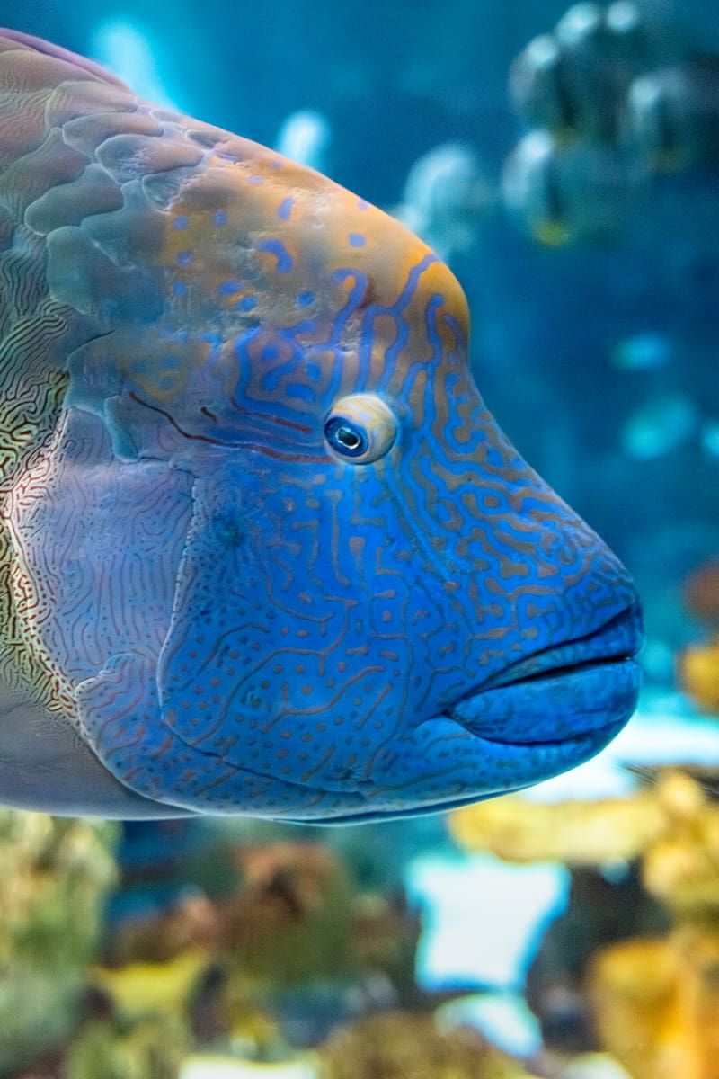 Humphead Wrasse