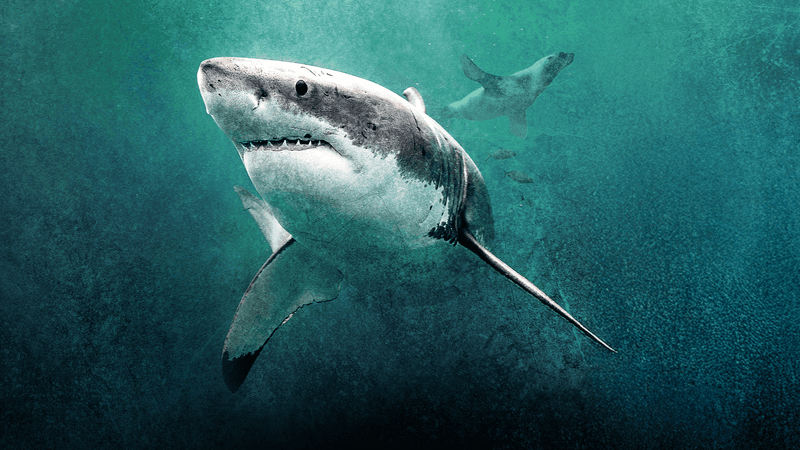 Great White Gauntlet: Special Premiere - July 5