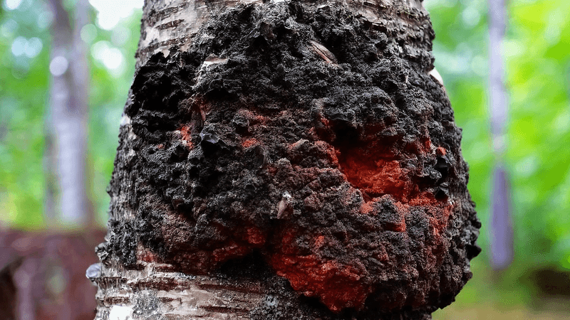 Chaga Tea