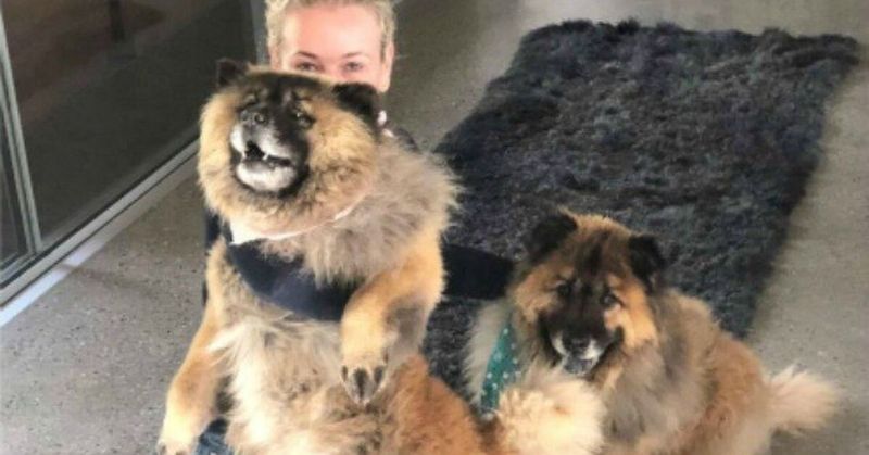 Chelsea Handler and Her Chow Chows Bert and Bernice