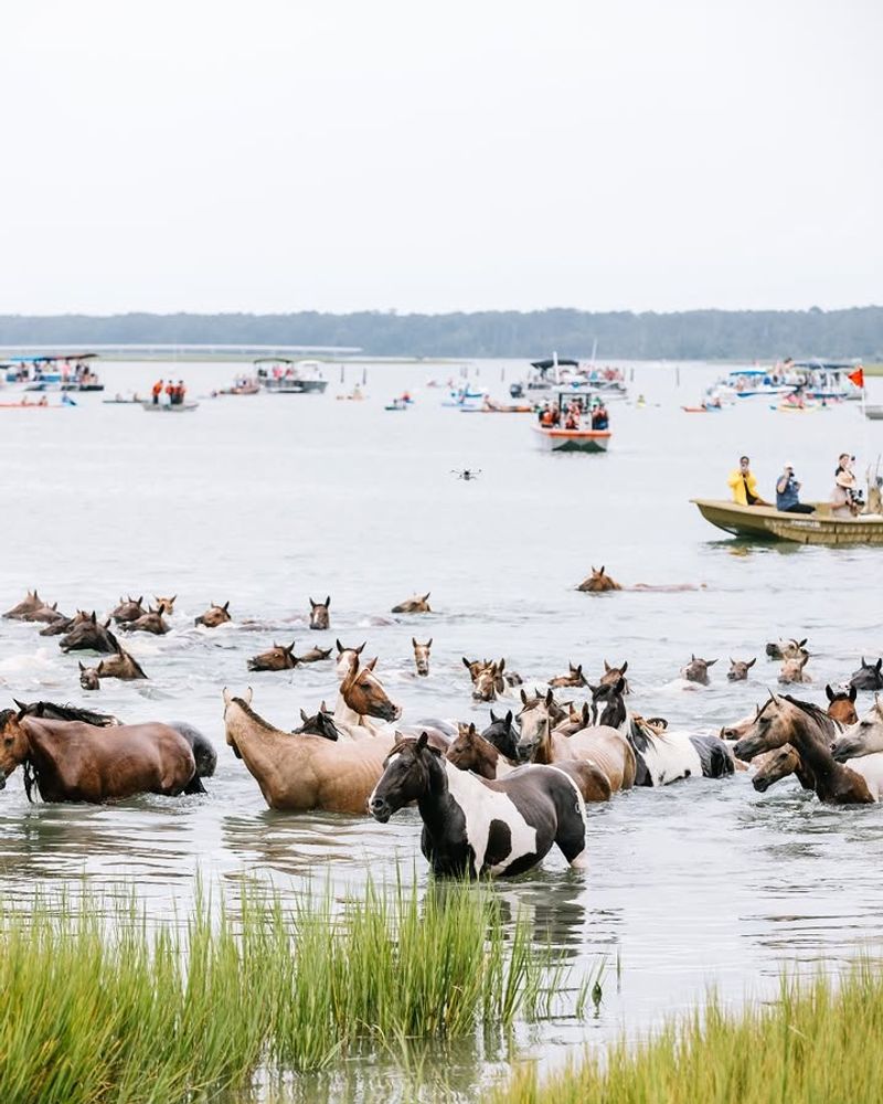 Chincoteague, Virginia