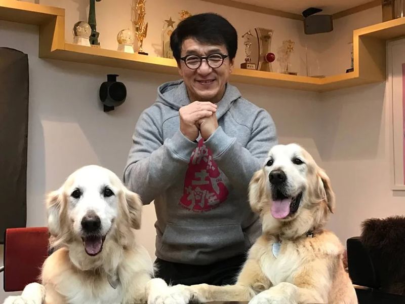 Jackie Chan and His Golden Retrievers
