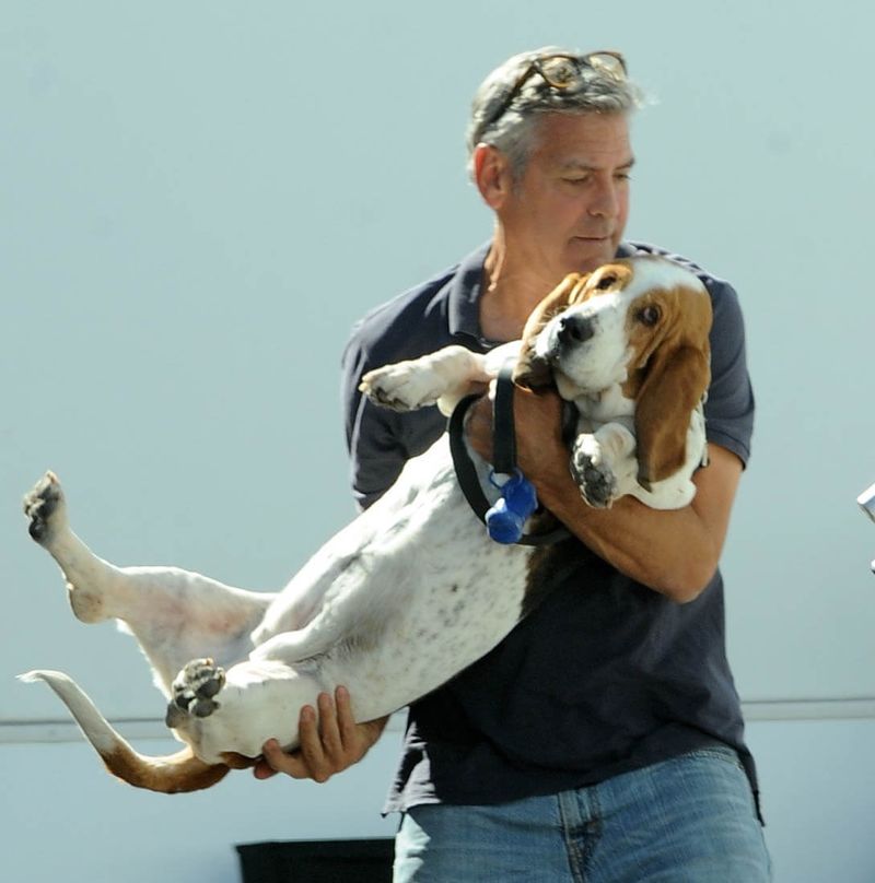 George Clooney and His Basset Hound Millie