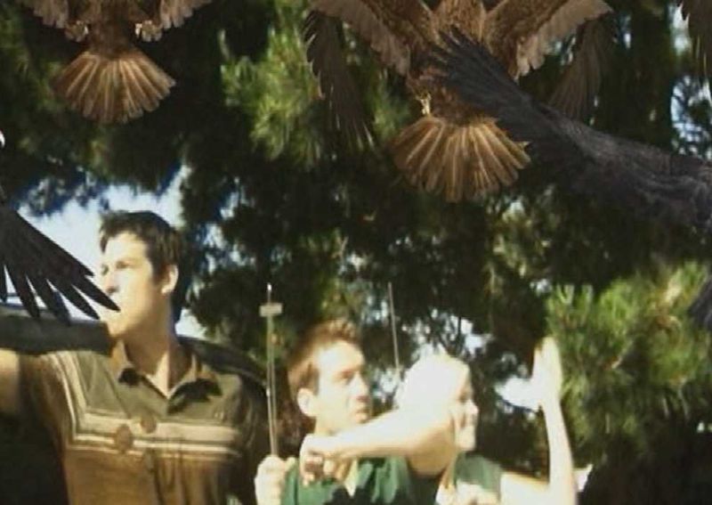 The Entire Cast of Birdemic (2010)