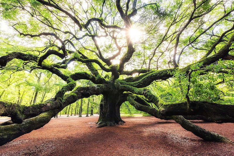 Angel Oak Tree