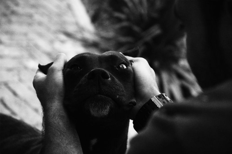 Cruelty Toward Others or Animals