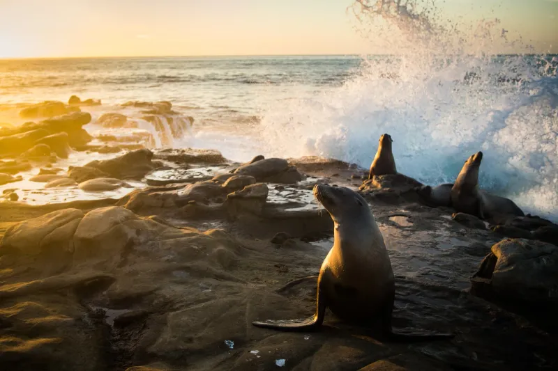 Hospital Reef (La Jolla)