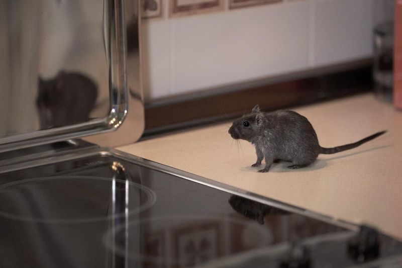 Signs of Pests Lurking Around