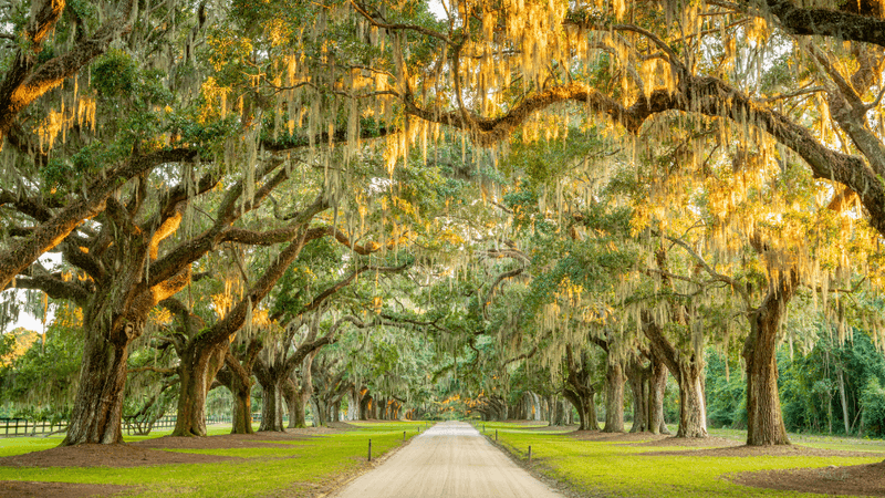 Boone Hall Plantation