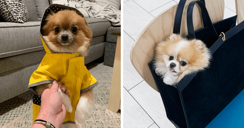 David Beckham and Sergeant Snuggles the Pomeranian