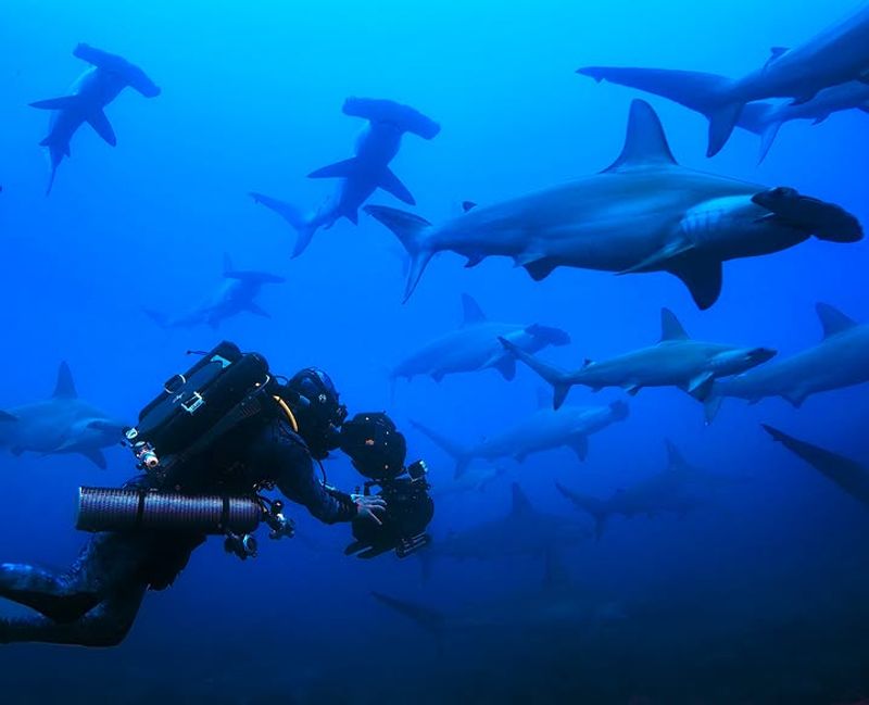 Hammerhead Sharks Up Close with Bertie Gregory: Docuseries Premiere - July 5