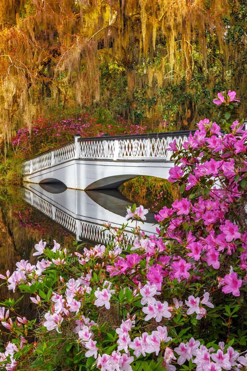 Magnolia Plantation and Gardens